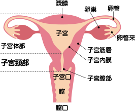 子宮頸部の説明図